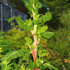 Rainbow Swiss Chard